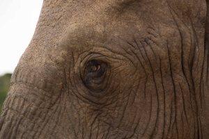 Addo-Elephant-eye-to-eye