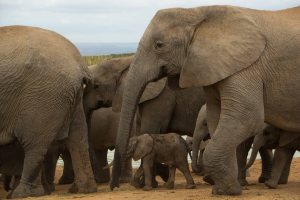 Addo Elephant-Waterhole1