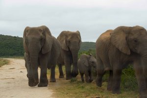 Addo-Elephants-on-road1