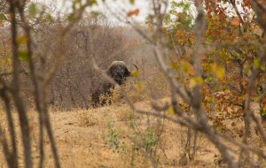 Bush Walk Buffalo1