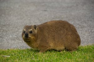 Rock Hyrax