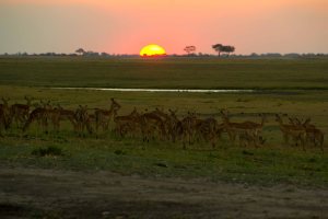 Impala Sunset Chobe River Botswana