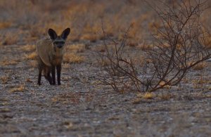 Kalahari Bat Eared Fox