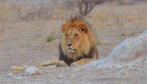 Kalahari Black Maned Lion