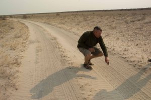 Kalahari Lion Tracking