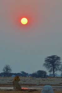 Kalahari Lion Waterhole