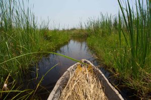 Poling Down Hippo Channel Okavango Delta Botswana