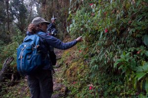 Wild Begonias - Western Cordillera