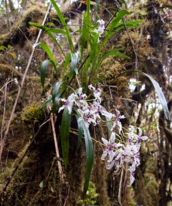 Blooming wild orchids in cloud forest.