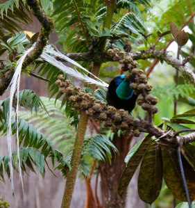 The fantastic Ribbon Tailed Estrapia, one of the Birds Of Paradise, with it's three foot long tail and glowing blue/green plumage.
