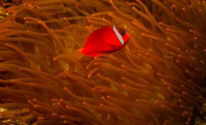 Endemic Fijian clownfish in fluorescent sea anemone. 