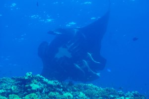 A massive manta ray soars past the reef wall