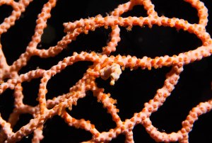 Pygmy Sea Horse On Sea Fan. Size: 1/4"