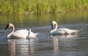 Trumpeter swan2